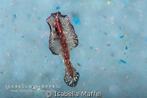 "PRIMORDIAL SOUP"
Raja Ampat, a flatworm swims in a prim... by Isabella Maffei 